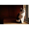 Sigma Sigma 35mm F1.4 DG II | Art lens for L-Mount